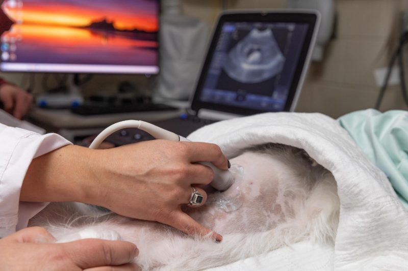 Ultrasound Demo A Community Practice doctor using the portable ultrasound machine on a patient in the Veterinary Teaching Hospital
