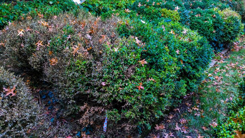 Boxwood blight infection