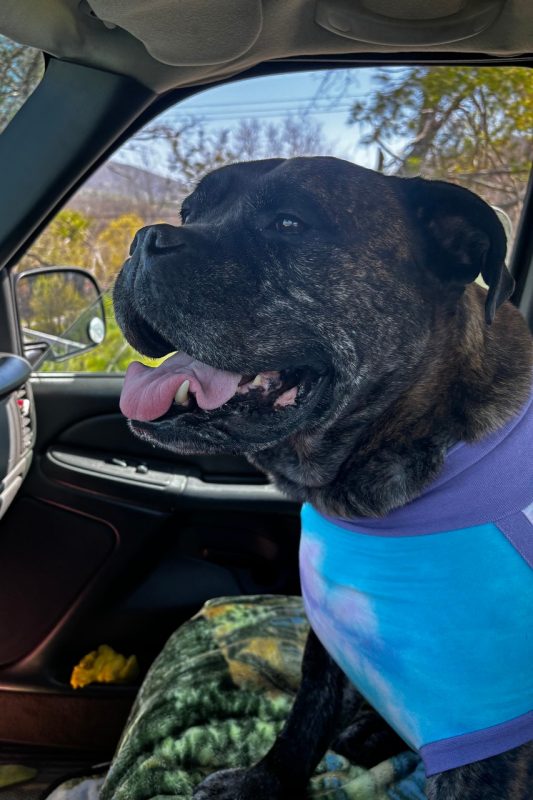 Phina, a bullmastiff enjoying a car ride. 