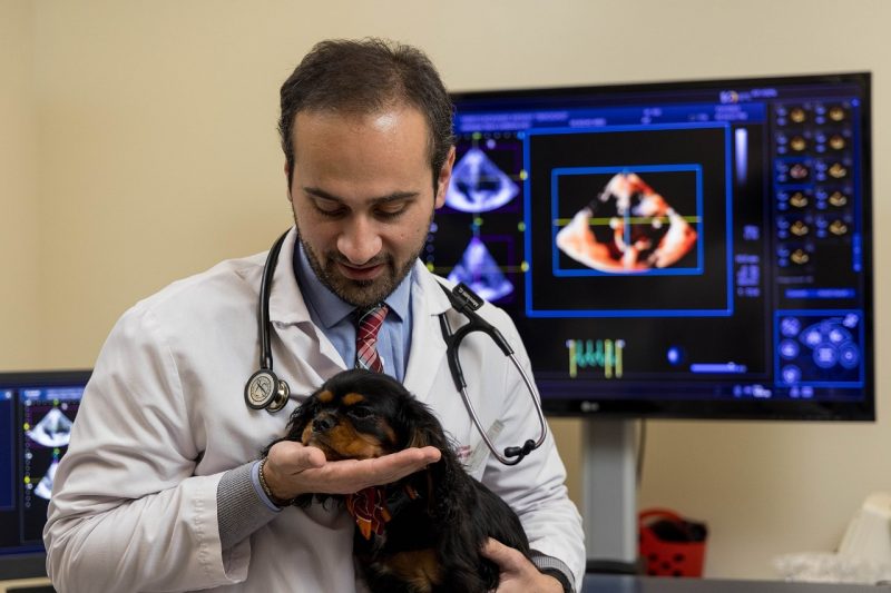Faculty Awards Guilio Menciotti performing a cardio exam on a patient, a King Charles spaniel