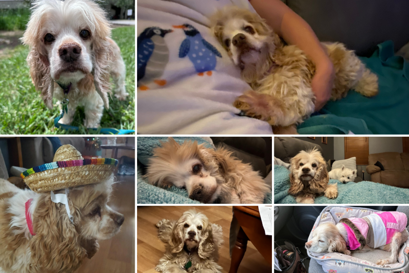 Princess Pet Spotlight A collage of photos of Princess the Cocker Spaniel