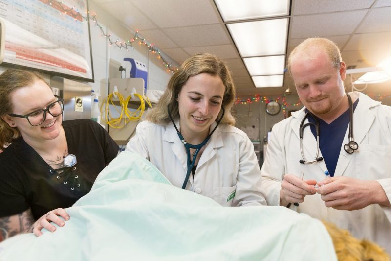 (From left) Stefanie Collins LVT, Samantha Lannon and  John Kett working on a patient