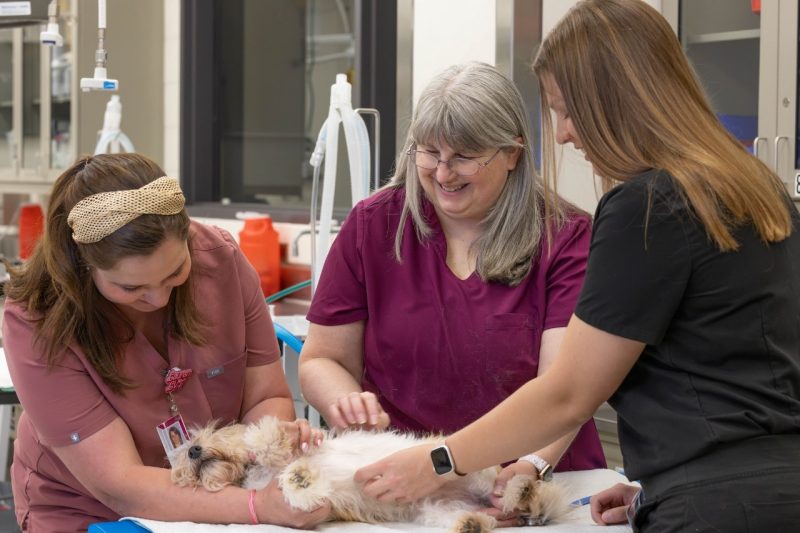 LVT Student Teaching (From left) Lauren Scaletta, Maureen Sroufe, and Christa Clark working on a small terrier