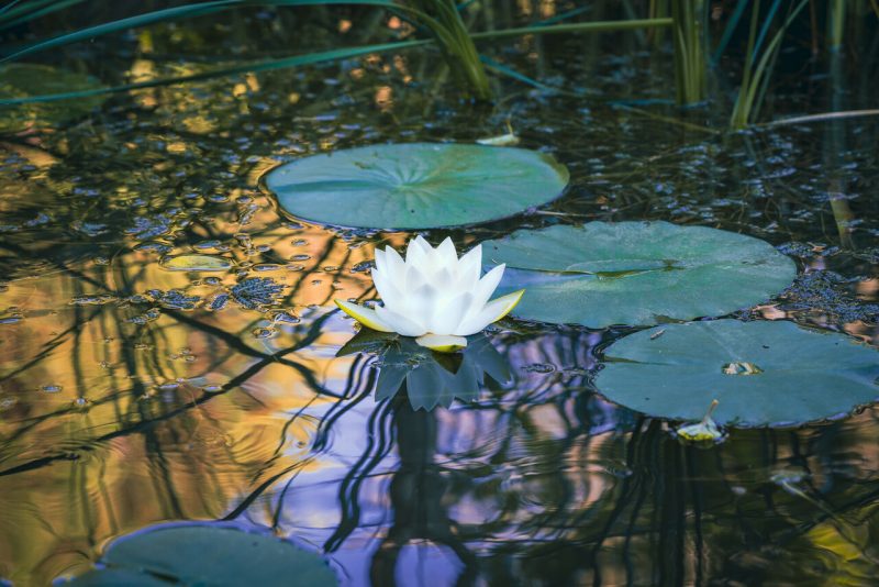 Photo of a water lily in the pond at Hahn Horticulture Garden.