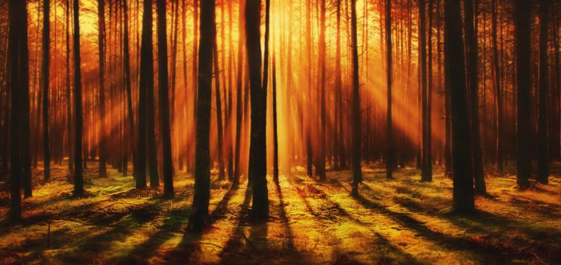 Photo of sunrise through a forest