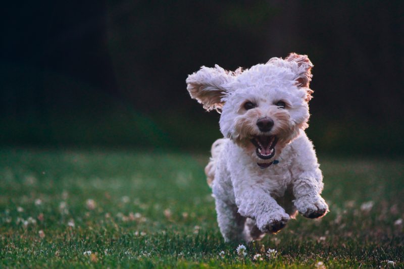 photo of smal lwhite dog running toward camera