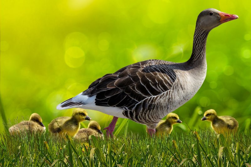 Photo of a goose and goslings