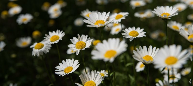 Photo of daisies in a field