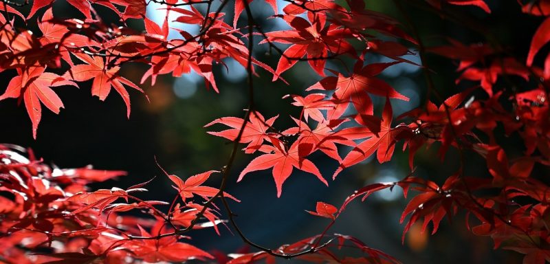 Photograph of red maple leaves