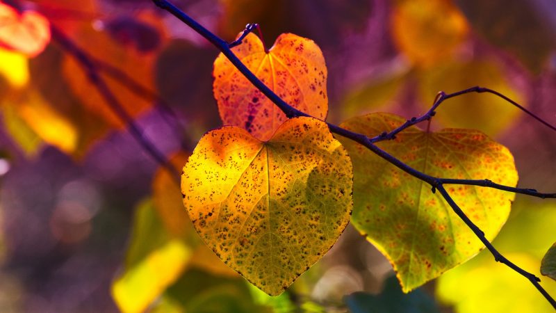 Close-up photo of autumn leaves