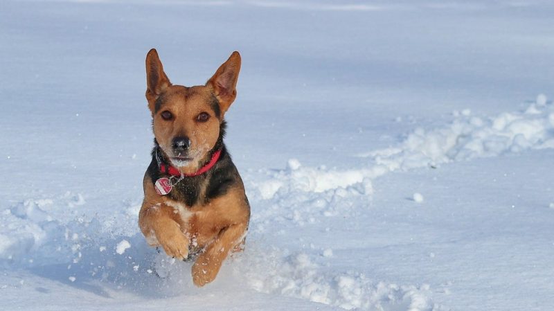 Photo of small dog running in the snow
