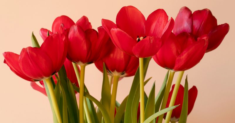 Close-up photo of red tulips