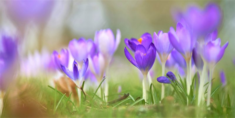 Close-up photo of purple crocuses sprouting from the ground