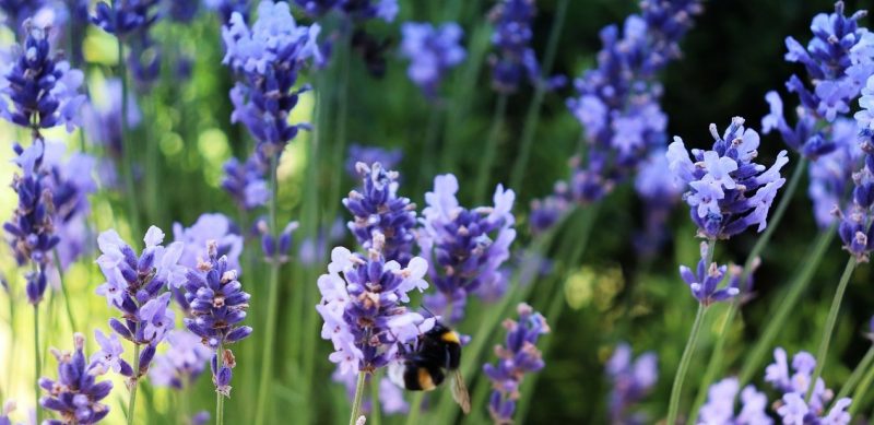 Close-up photo of lavender stalks