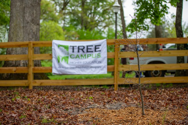 A small, young tree freshly planted in a forest. In the background is a wooden fence with a flag hung up on it that says "Tree Campus Higher Education" the remaining words are too blurry to distinguish.