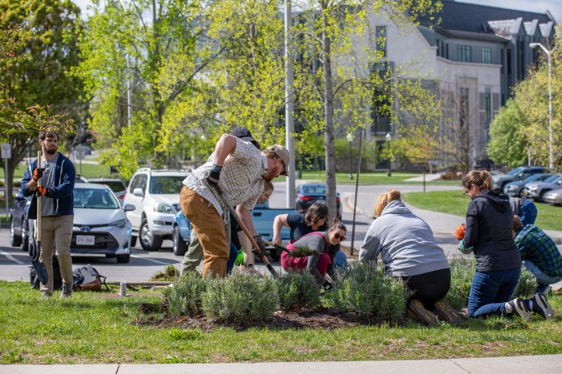 Many people using tools such as shovels remove weeds out of a flower bed that has lavender plants in it. The bed is located next to a parking lot that has spring trees with green leaves sprouting near them. Grey Hokie Stone buildings are in the background.