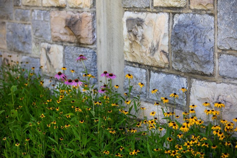 Small yellow and purple flowers in front of a grey Hokie Stone building.