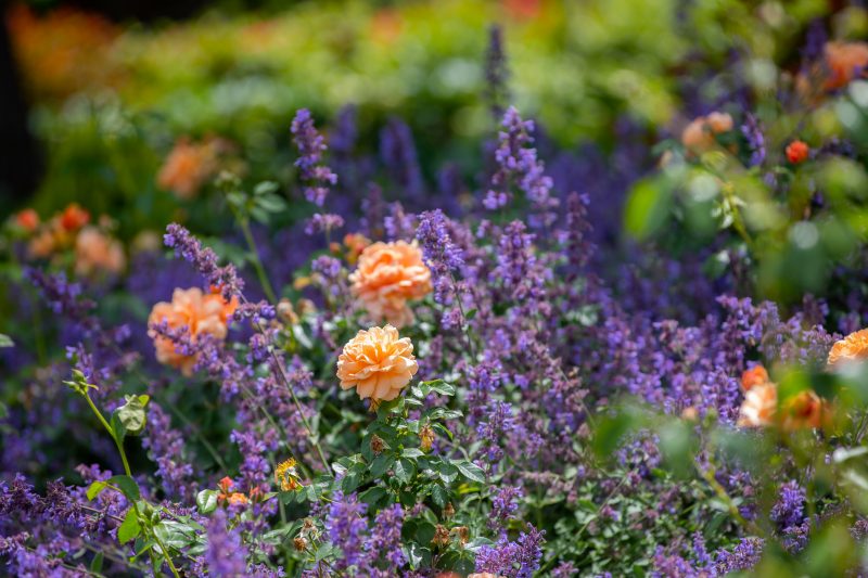 Purple and orange flowers. 