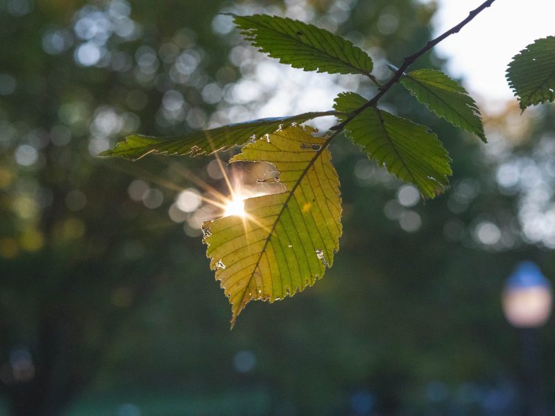 The sun shines through a green leaf on a tree
