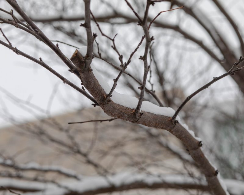 A tree branch covered in snow. 