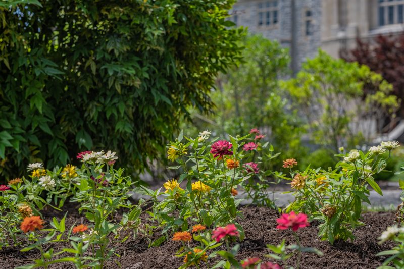 Pink, orange, yellow, and white flowers bloom in a mulch bed. Green bushes, trees, and a grey Hokie Stone building are in the background.