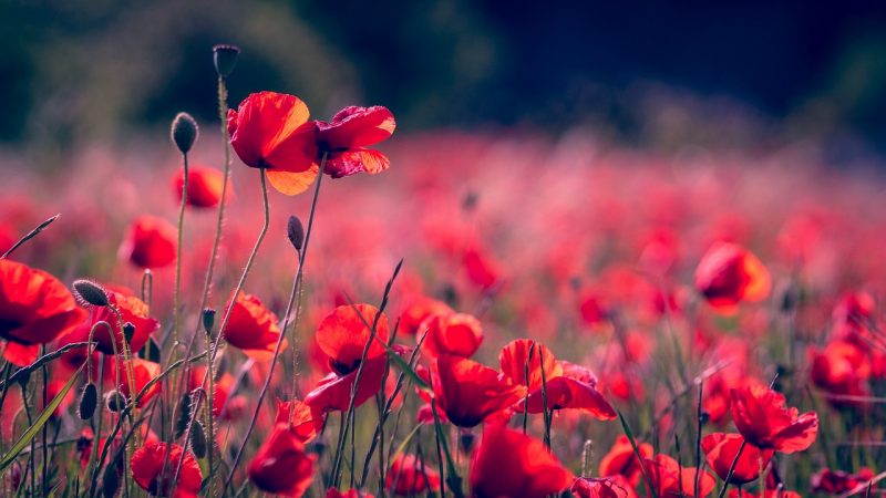Photo of a field of poppies